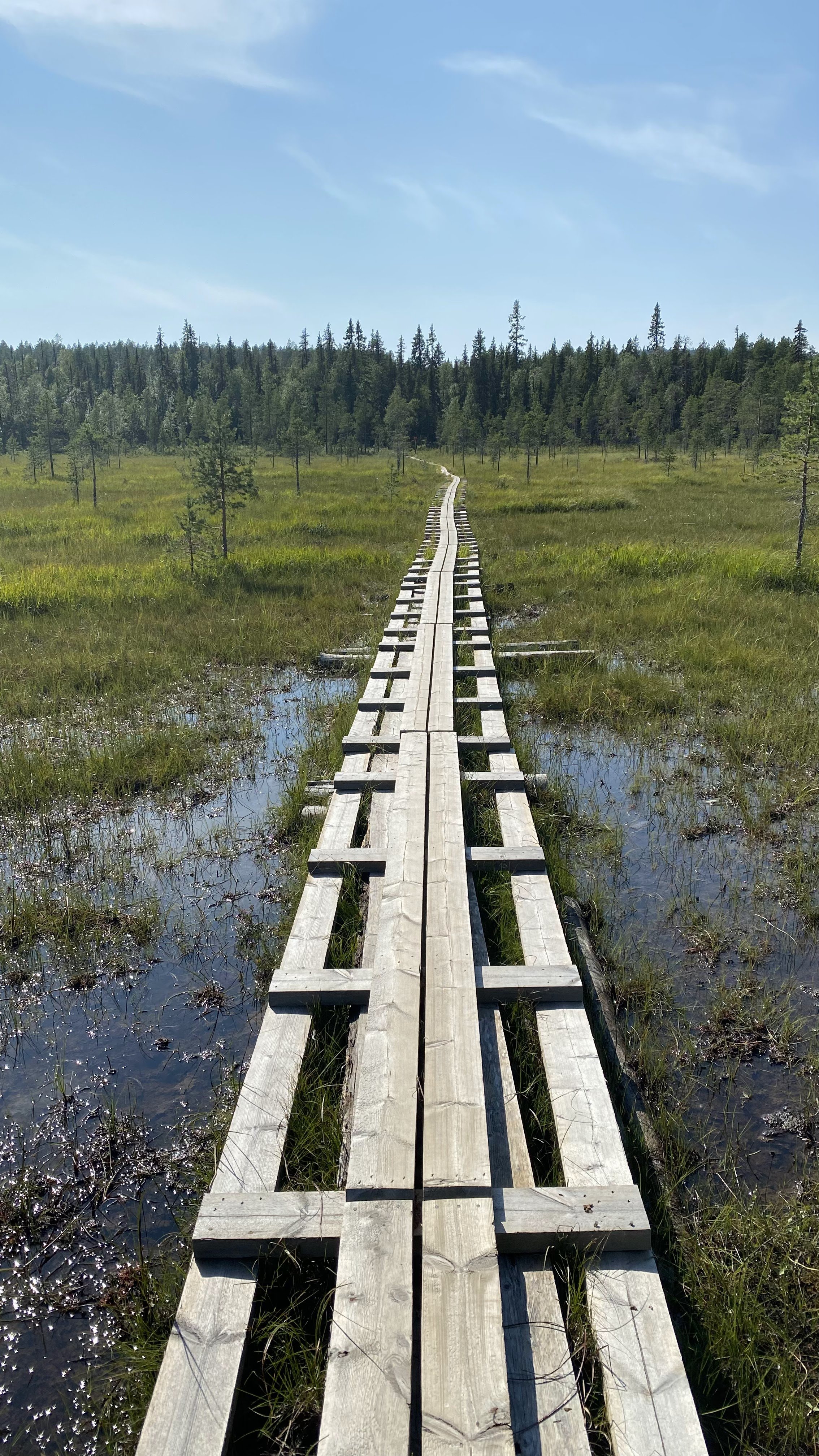 Frog Spring in the Wetlands (Grödkällan / Tsuobbuoaja)